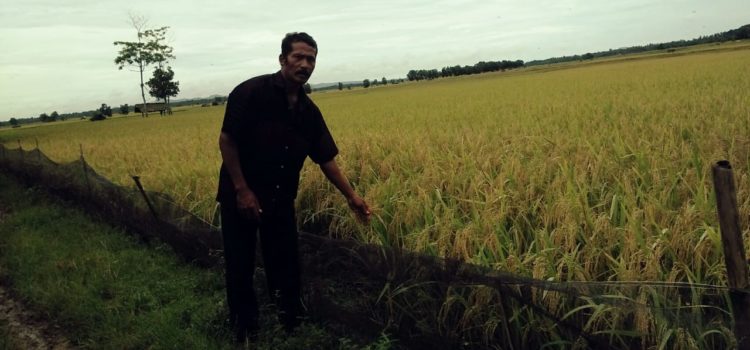 Kelompok Tani Mitra Organik Sebagai Tenant PIB Polinela